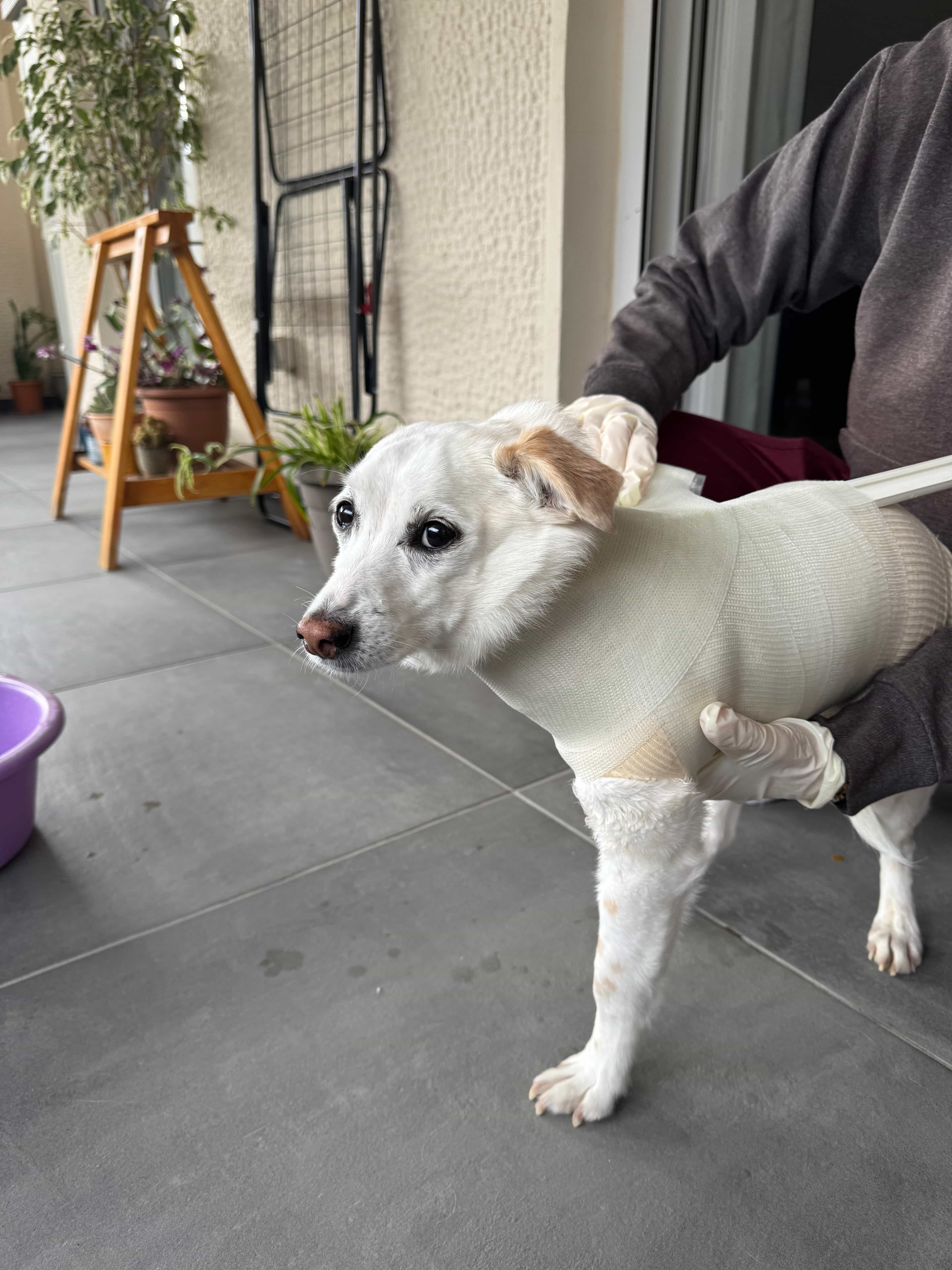 The first step of our process: professional casting materials sent worldwide for creating precise casts of dogs' residual limbs.